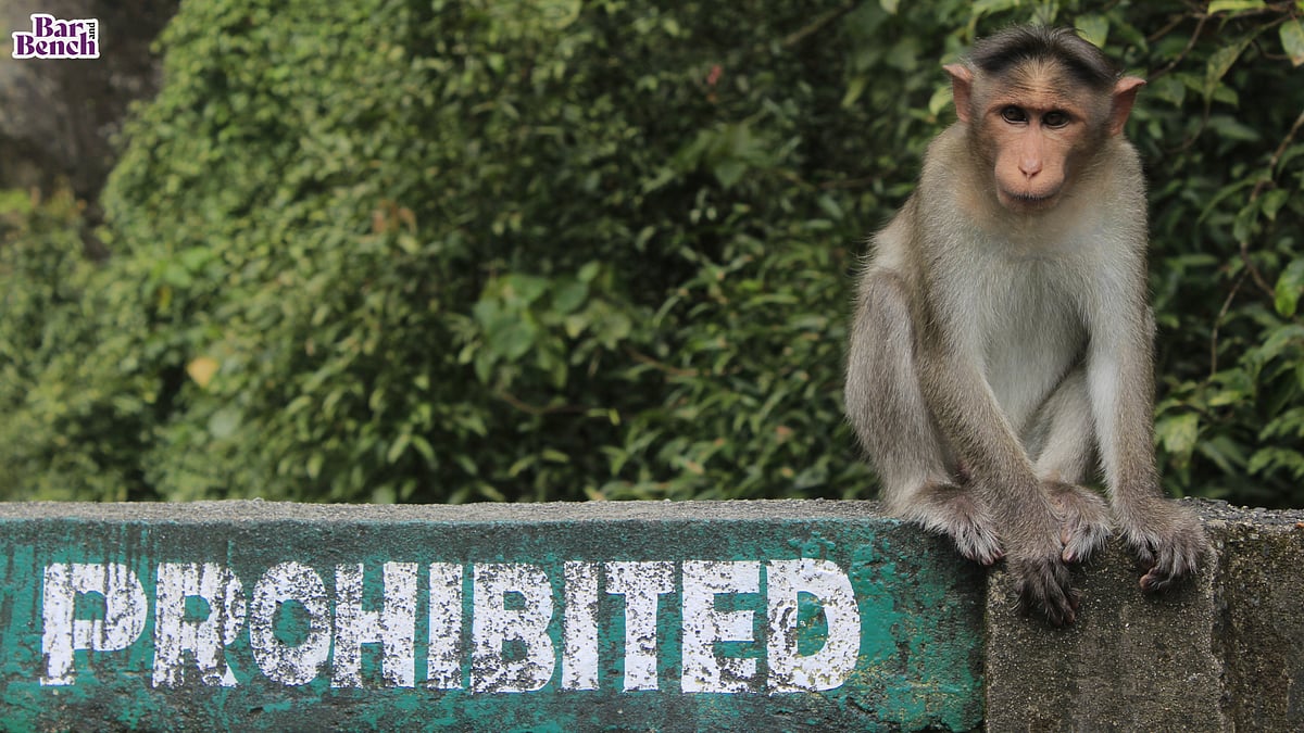 Don't feed monkeys in court premises, ensure windows of court buildings are closed: Delhi High Court circular - Vimarsana News