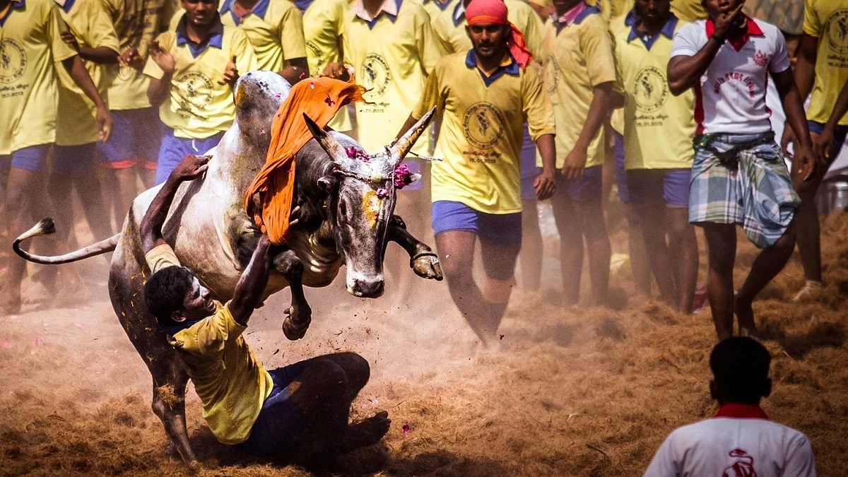 Only native bulls should be allowed in Jallikattu; avoid artificial insemination which deprives cows, bulls pleasure of mating: Madras High Court