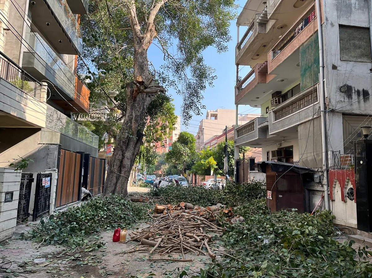 Delhi High Court stops felling of 60-year-old Peepal tree in Inderpuri on letter petition by Senior Advocate