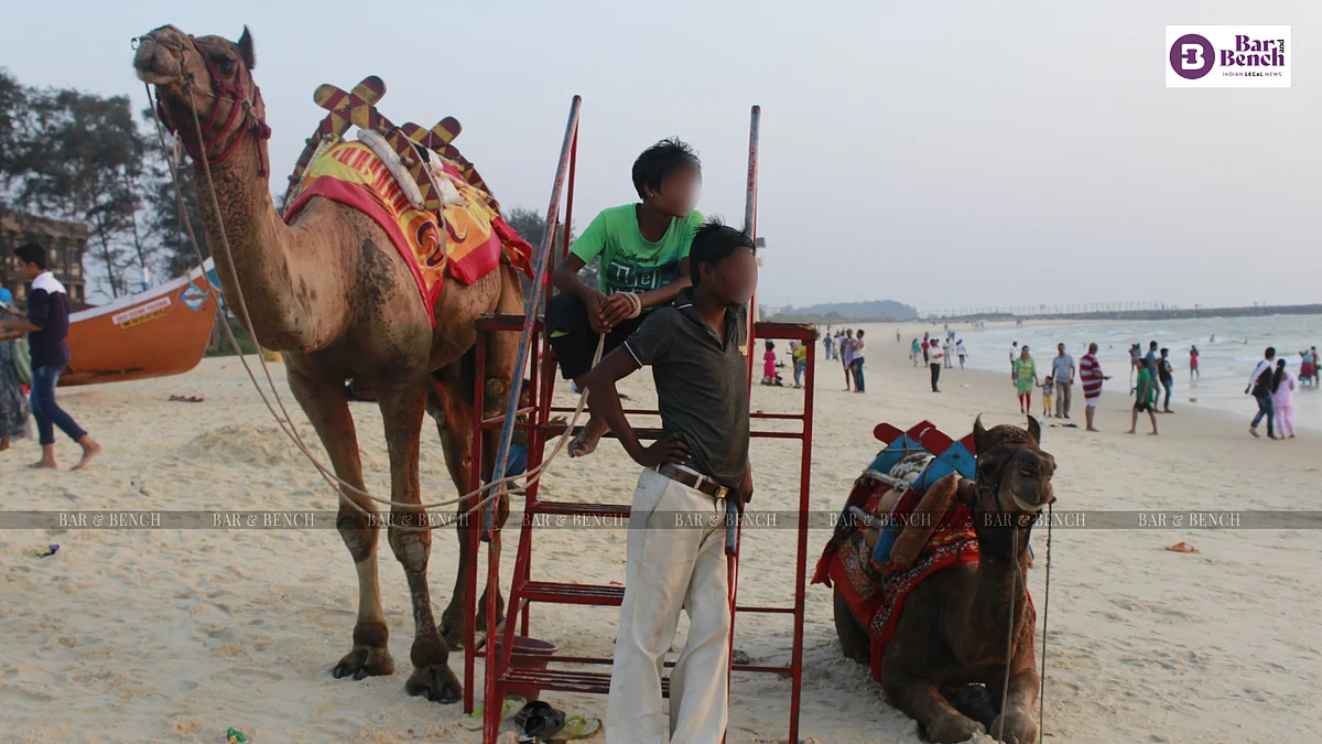 camels