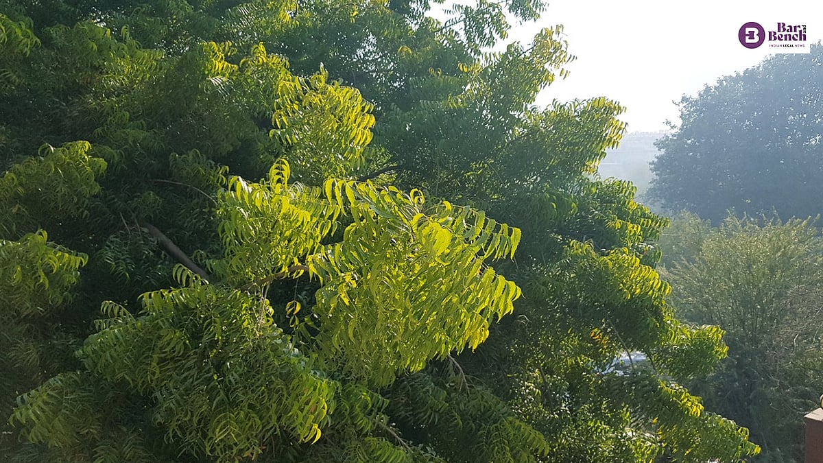 Uttarakhand High Court orders man accused of online sexual harassment to plant 50 trees as condition to quash case - Vimarsana News