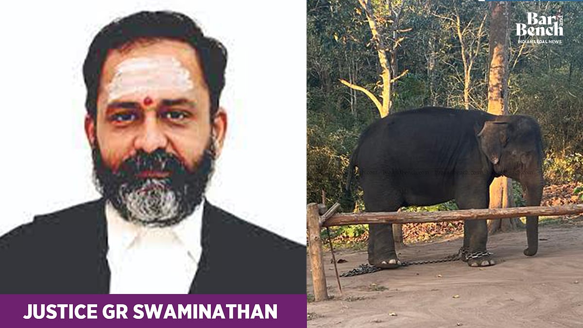 Madras High Court judge visits injured 60-year-old temple elephant; urges State to shift elephants in captivity to rehab camps - Vimarsana News
