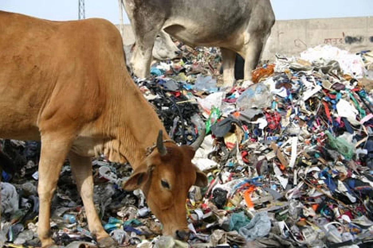 #BeefBan? Centre notifies Rules banning sale of cattle for slaughter in animal markets