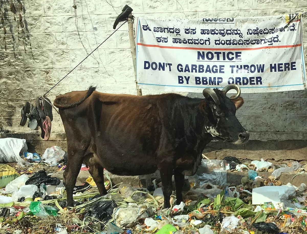 Centre will examine representations regarding controversial Rules relating to sale of cattle