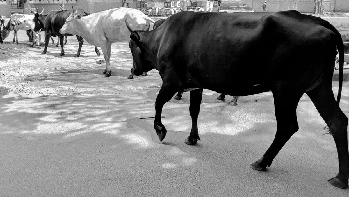 “Communal” angle in cow slaughter case study prompts probe into GGSIPU LLB Exam Paper