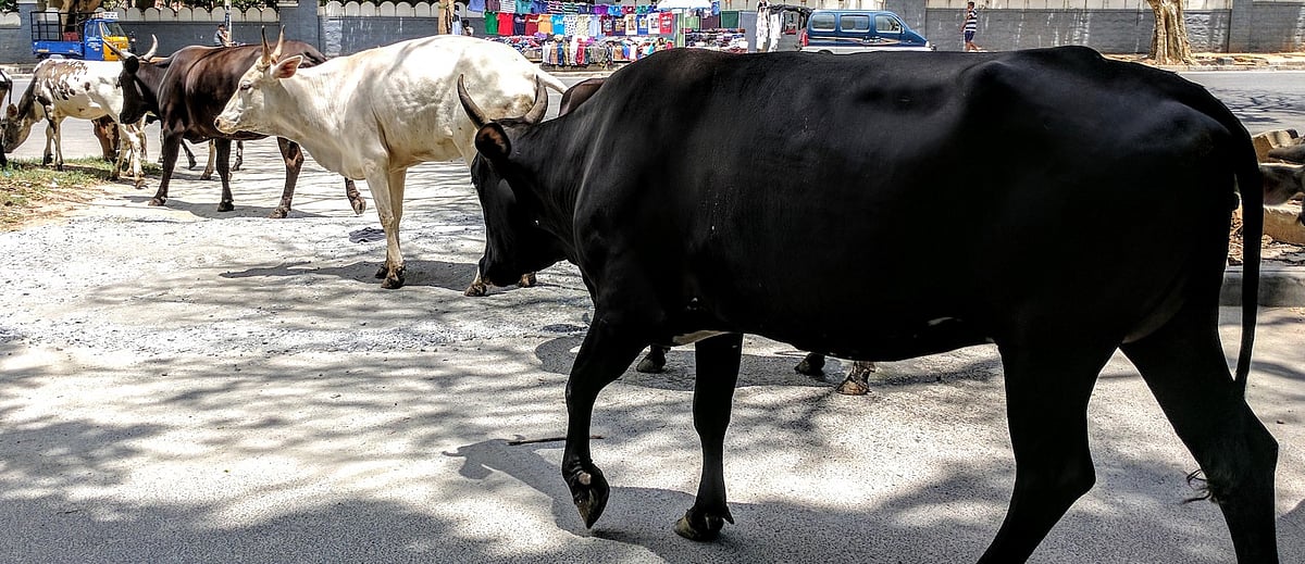 Plea for ban on slaughter of old bulls and buffaloes: Delhi High Court issues notice to Centre - Vimarsana News