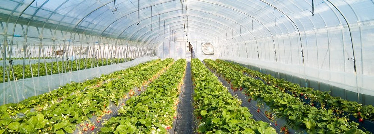 PSL, D&V and APM & Co. act on EPC Industries-Top Greenhouses JV