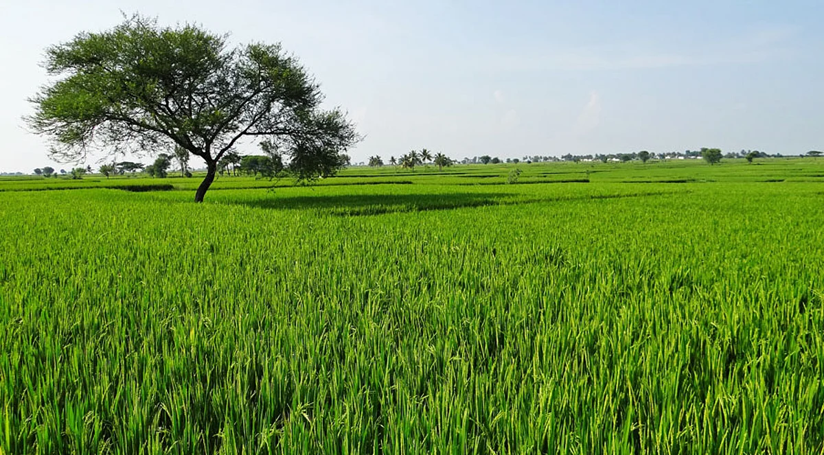 Delhi HC sets aside Centre’s decision to restrict production of Basmati rice to areas in the Indo-Gangetic plain