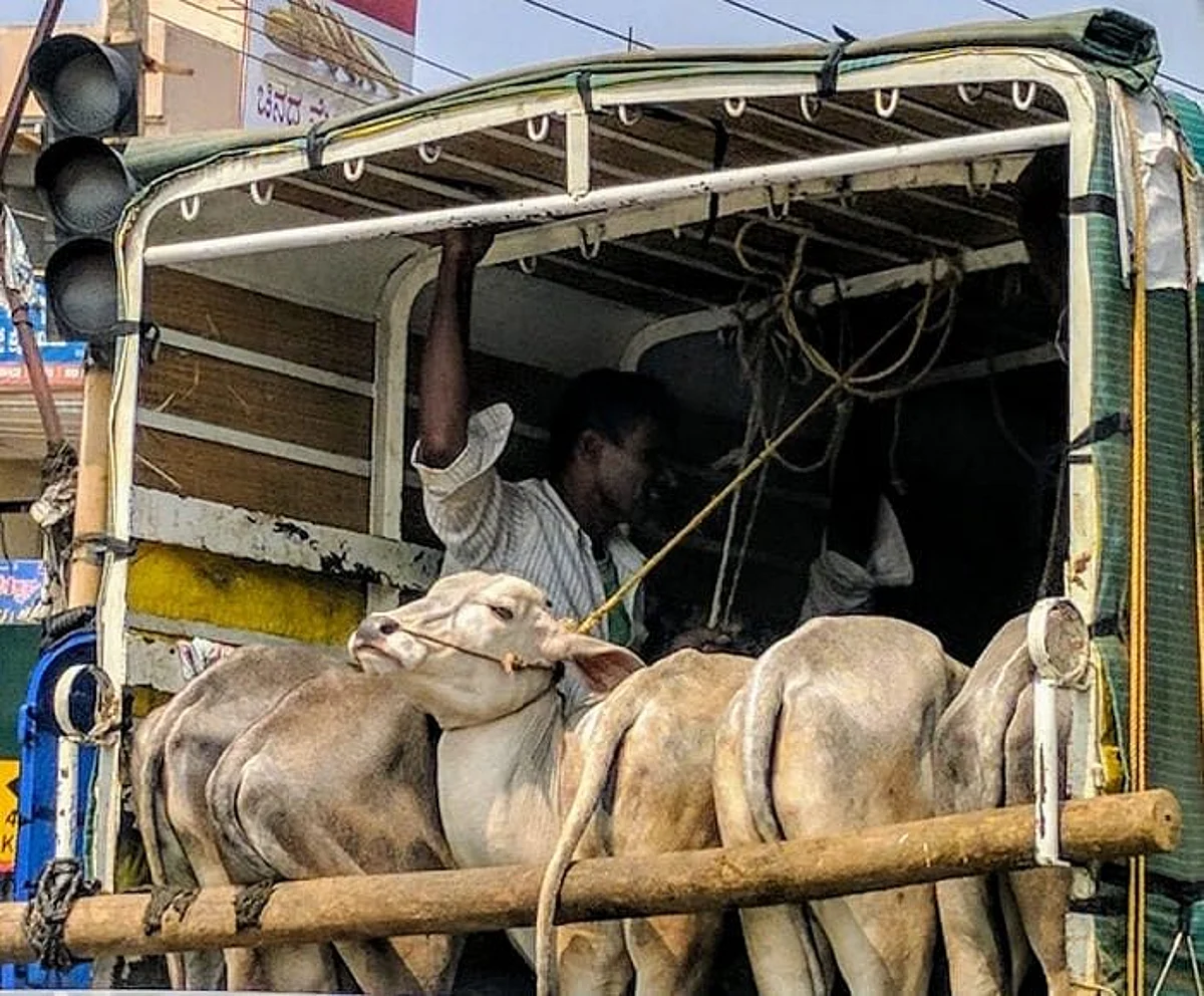 कर्नाटक मवेशी वध रोकथाम एवं संरक्षण विधेयक-2020 की मुख्य विशेषताएं