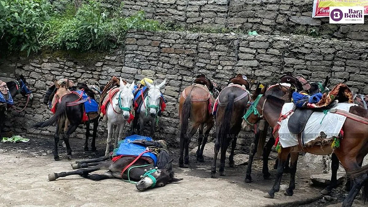 Kedarnath Mules