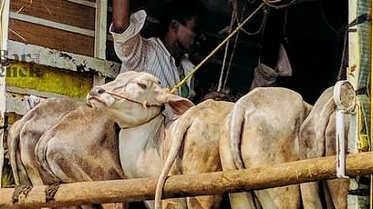 Cows