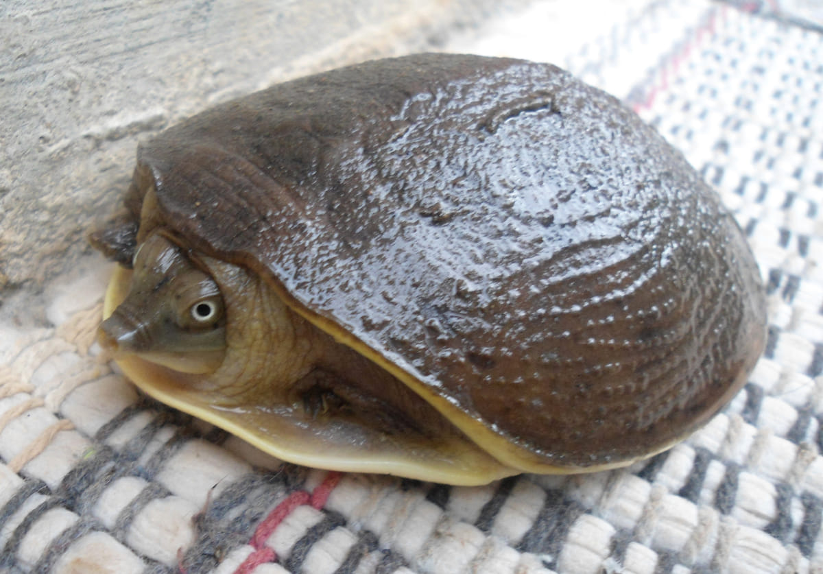 Can Possession Of Indian Flap Shell Turtle Lead To Criminal Proceedings Under Wild Life 