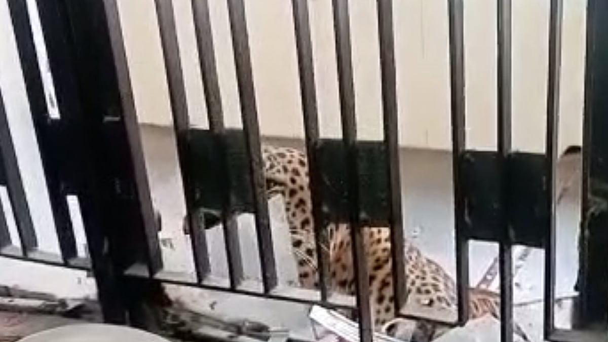 Leopard in court
