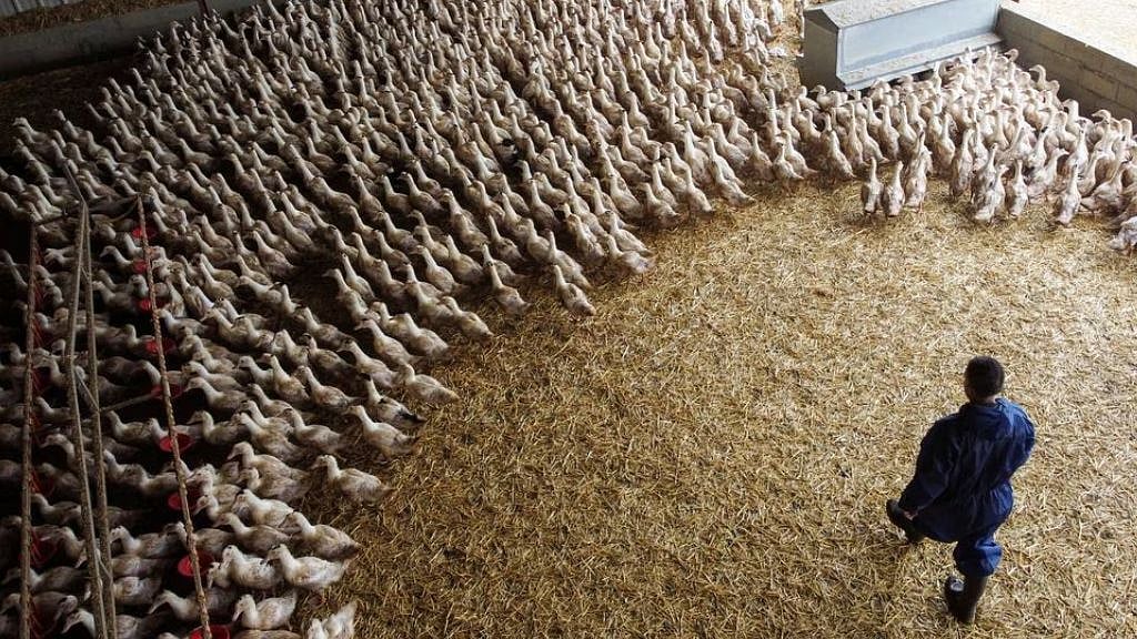 Ducks are seen inside a poultry farm in Castelnau-Tursan, France, Jan 24, 2023. 