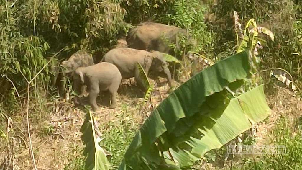 Elephant herd on month-long rampage in the hills of Bandarban's Rajbila - Vimarsana News