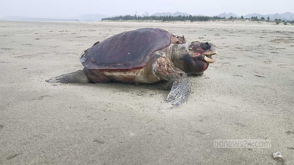 Troubled waters: How human activities threaten the existence of Olive Ridley turtles in Cox's Bazar - Vimarsana News