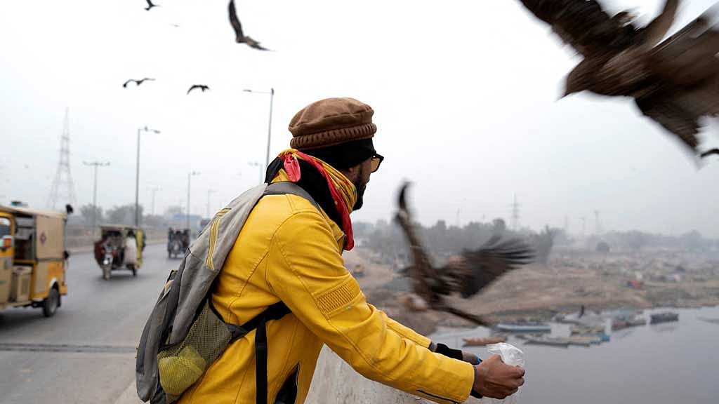 Pakistanis feed predatory birds despite crackdown on practice - Vimarsana News
