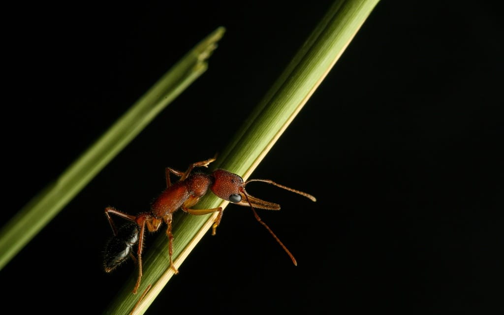 These Ants Shrink Their Brains For A Chance To Become Queen