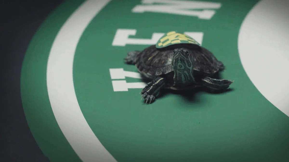 Turtle Power: With Kentucky Derby dashed, Kentucky Turtle Derby looks to fill the void