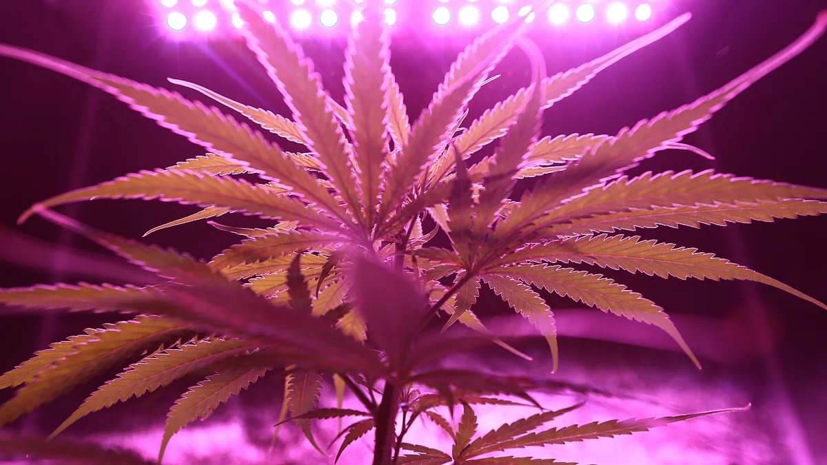 The Casino File: Legal weed can return high times to Atlantic City; new machines yield big hits at Ocean