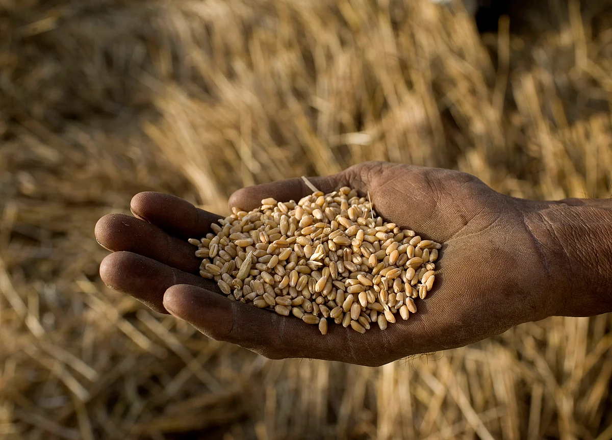 Global Food Costs Keep Climbing in Threat to Consumer Wallets