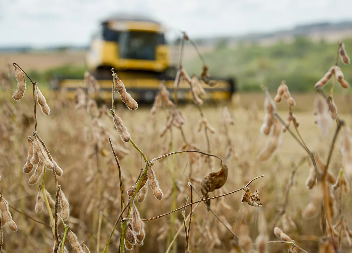 When It Comes to Soy, China Is Getting More Out of the Trade Truce