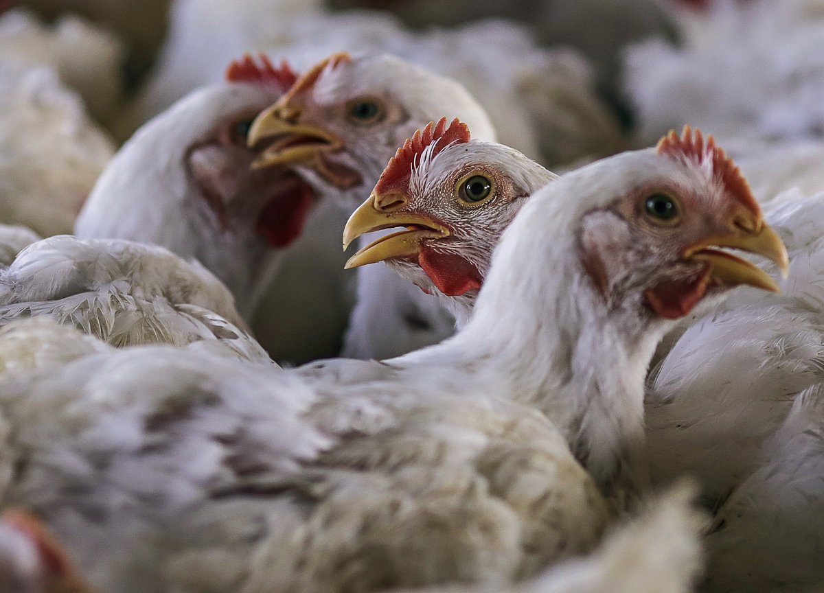 Venky's India Shares Fall On Bird Flu Worries