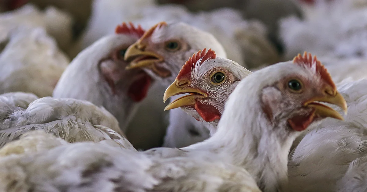 Coronavirus Does Not Spread Through Chicken, Mutton, Seafood: FSSAI Chief thumbnail