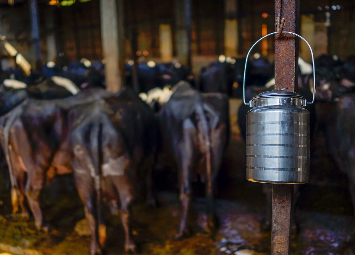Impact On Dairy Sector In Case Of Lockdown: ICICI Securities