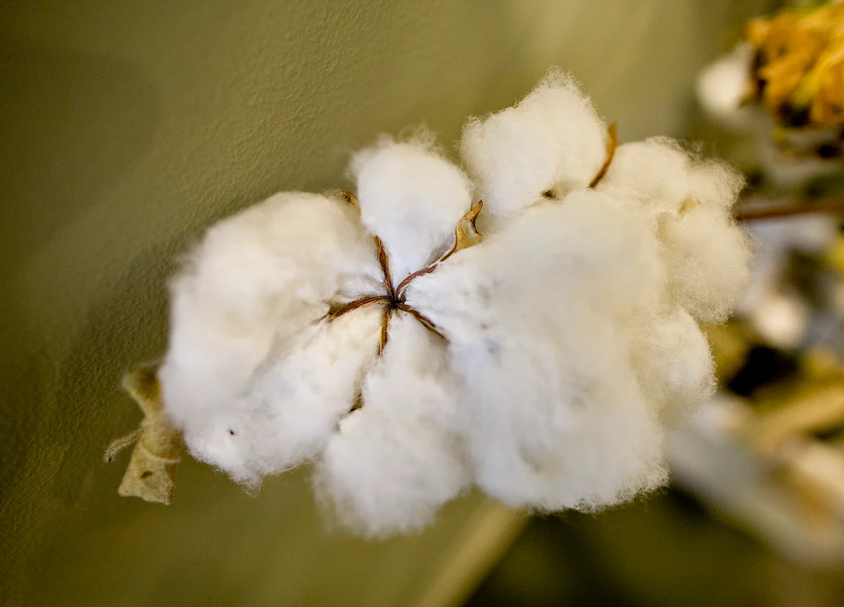 Supreme Court Saves Monsanto From Its Own “Incomprehensible” Legal Strategy
