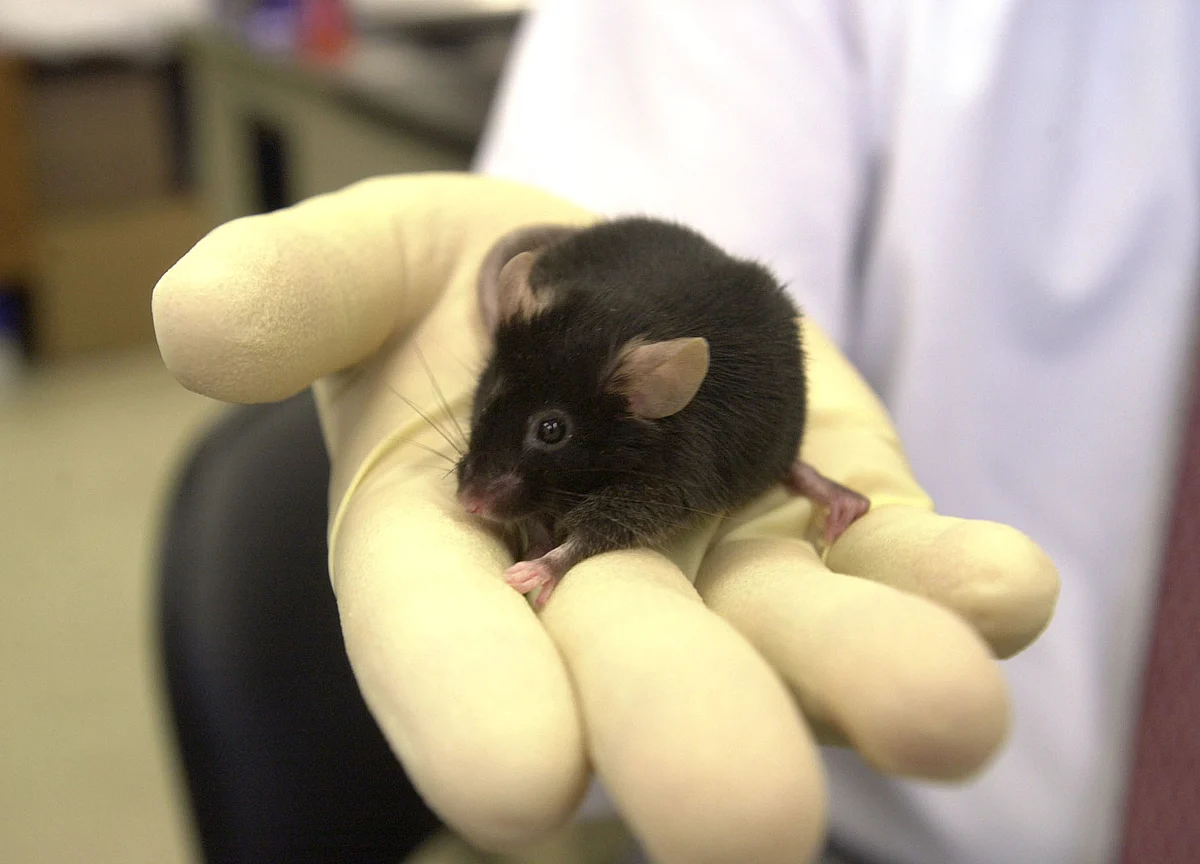 Dead Rat in Hotpot News Sends China Restaurant Stock Sliding
