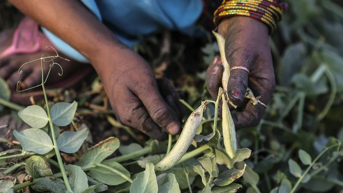 A worker harvests green peas by hand at a field in Amritsar, Punjab. (Photographer: Dhiraj Singh/Bloomberg)