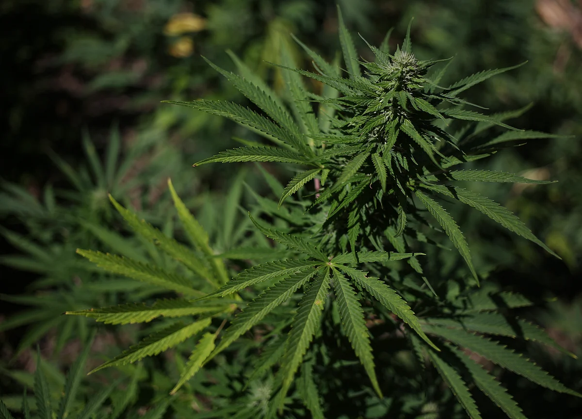 New York Lawmakers Pass Bill to Decriminalize Small Amounts of Marijuana