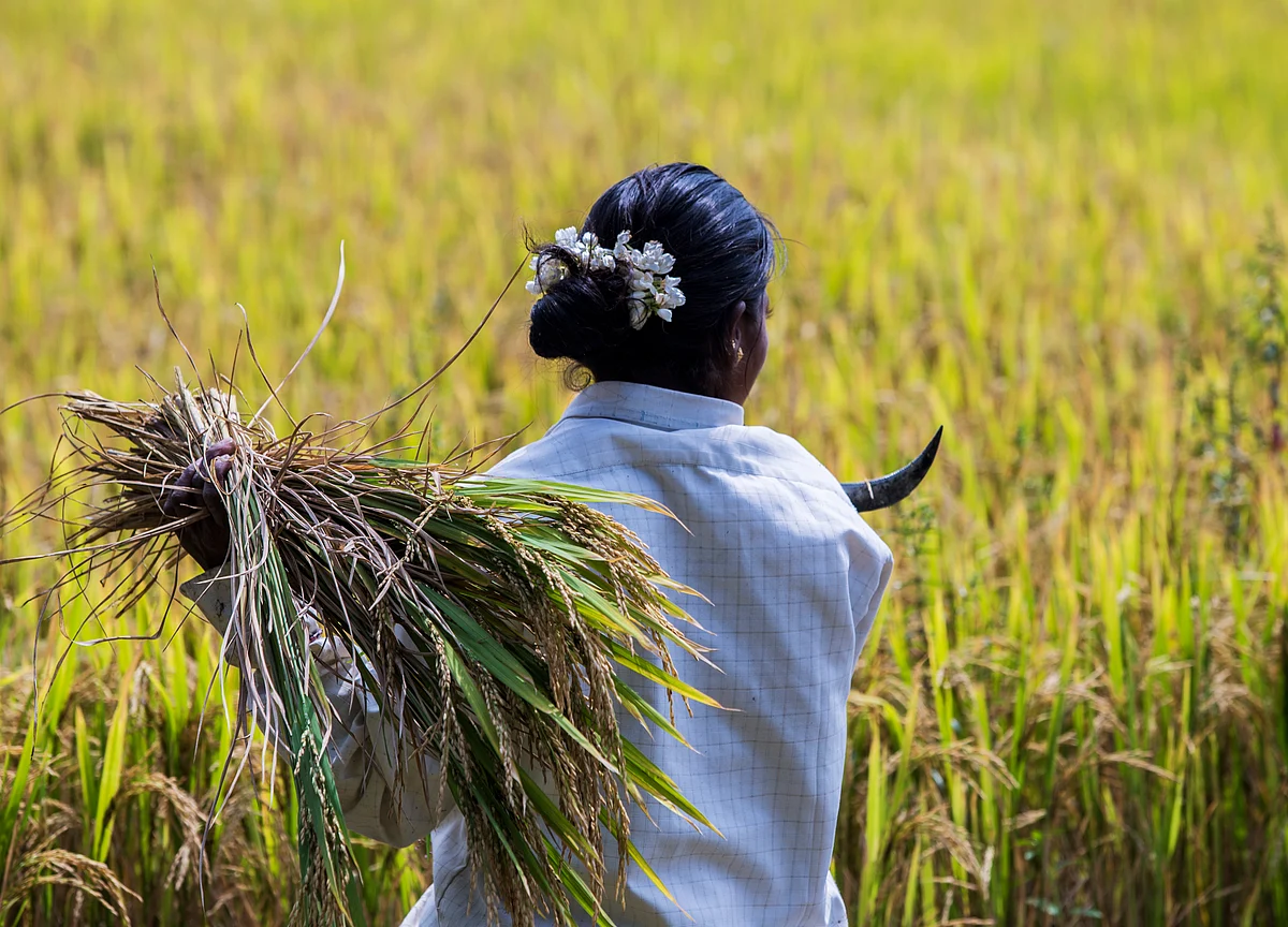 MSP: Minimum Support Price For Paddy Hiked By 13%