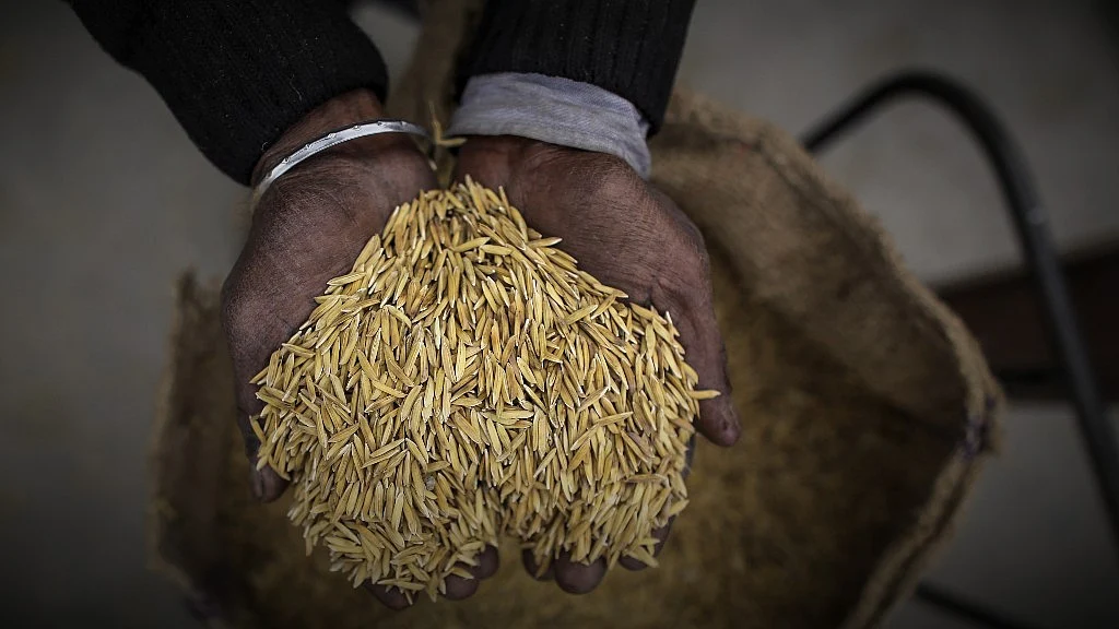 A farmer holds rice paddy for photograph at an Agricultural Produce Market Committee (APMC) wholesale market in Jalandhar, Punjab. (Photographer: Dhiraj Singh/Bloomberg)