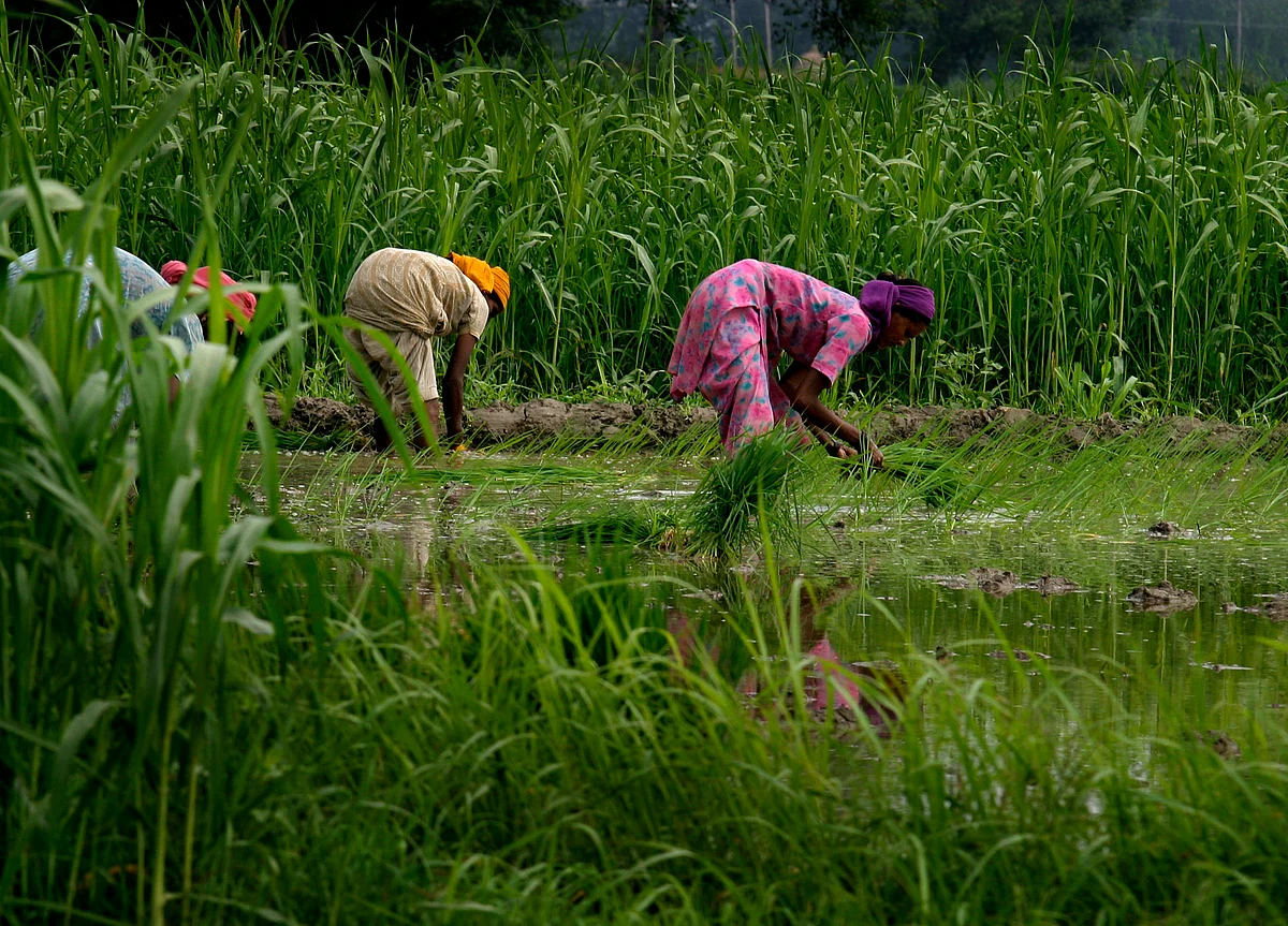 India Announces Modest Hikes In MSP For All Kharif Crops In FY20