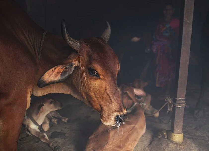 Supreme Court Junks PIL Seeking Ban On Animal Slaughter For Meat Export