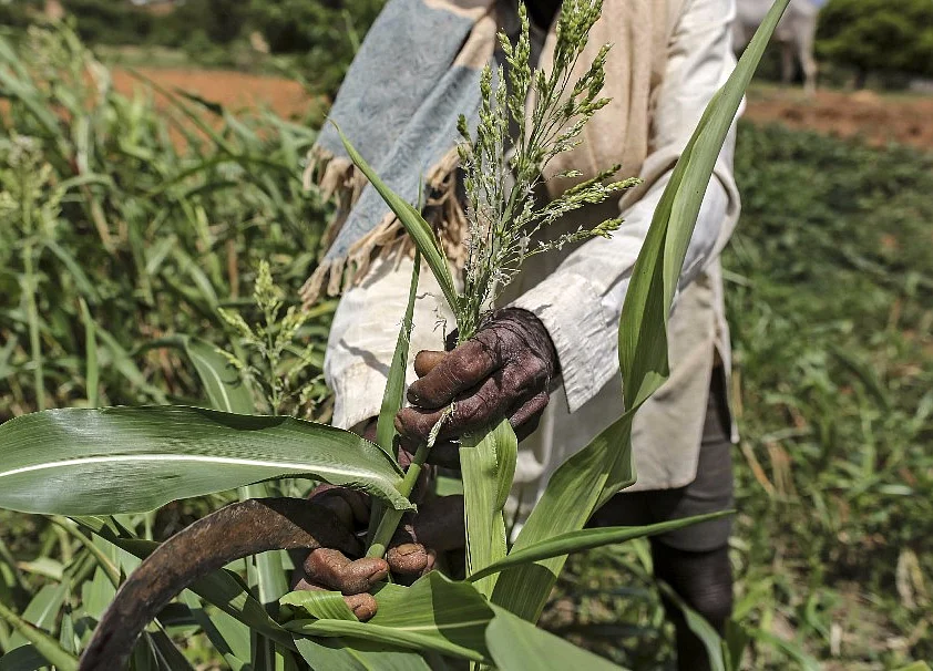 Fertiliser Makers Expect Direct Subsidy Transfer Benefits From Next Year