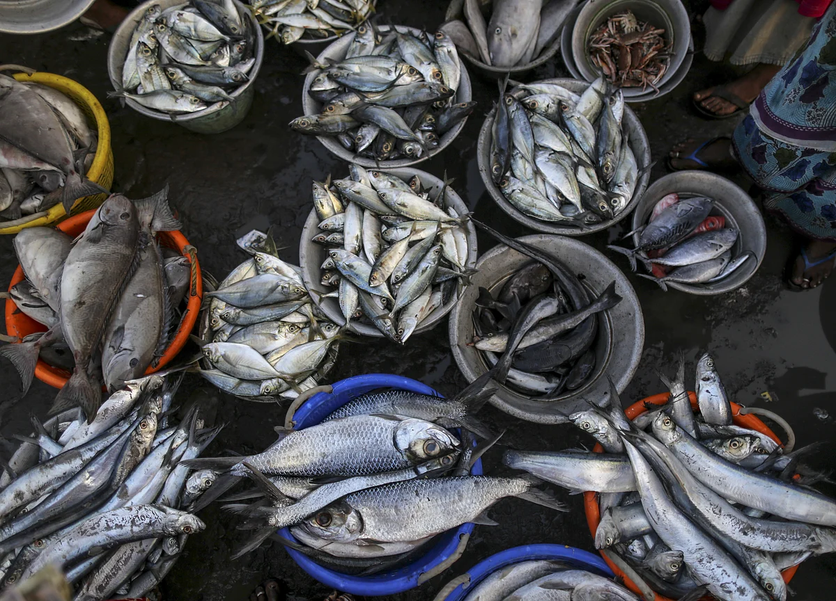 Budget 2019: Government Announces New Scheme To Boost Fish Processing