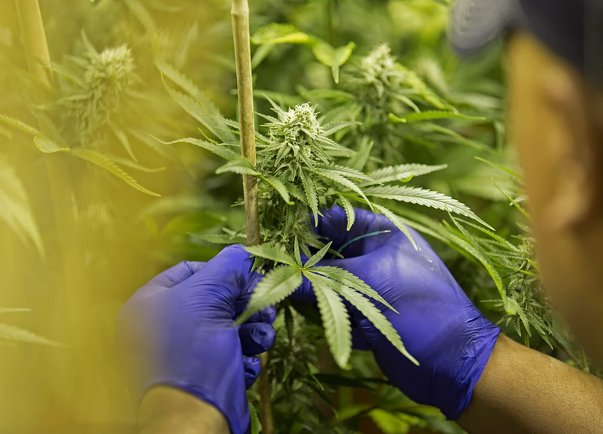 N.Y. Pot Legalization Gets Fast Track on Cuomo-Lawmaker Deal