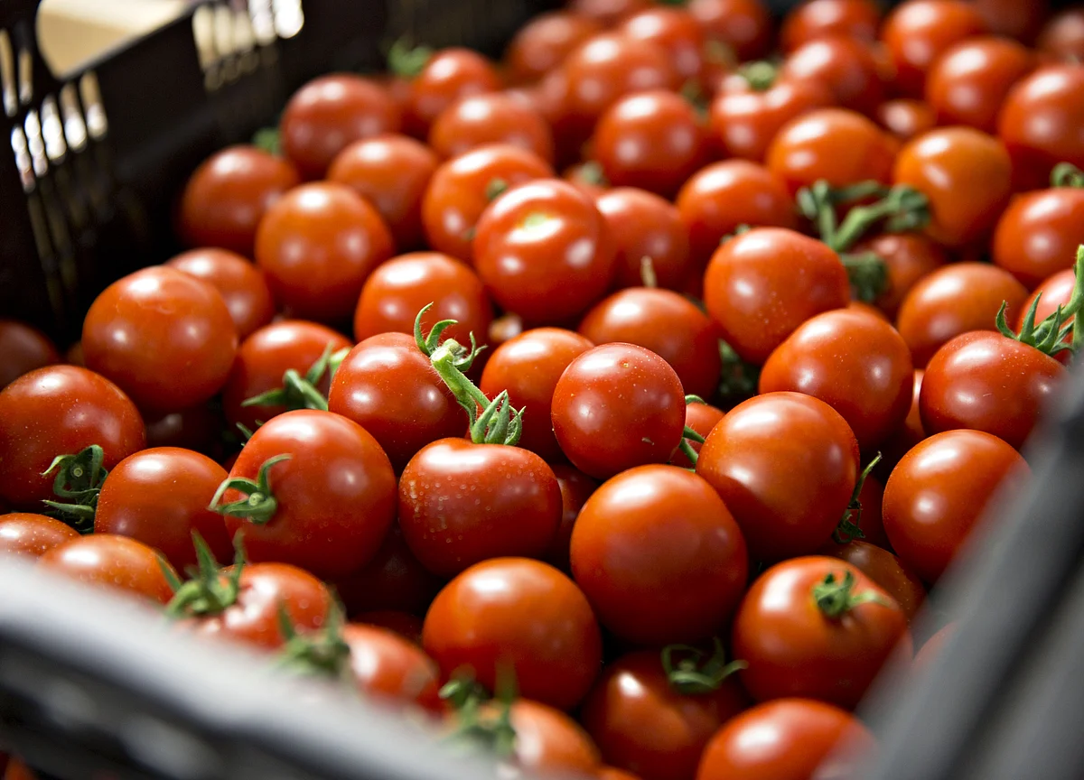 The Internet of Tomatoes Is Coming, Starting With Boston Salads