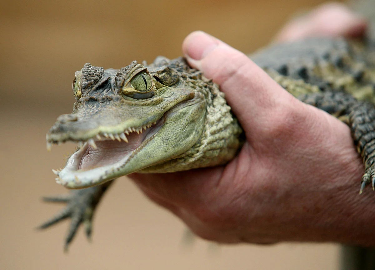 How One Philippine Billionaire Built a Crocodile Empire