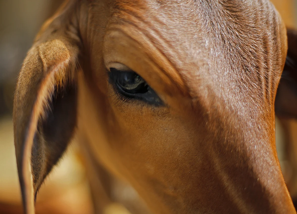 Supreme Court Directs States To Appoint Nodal Officer To Curb Cow Vigilantism