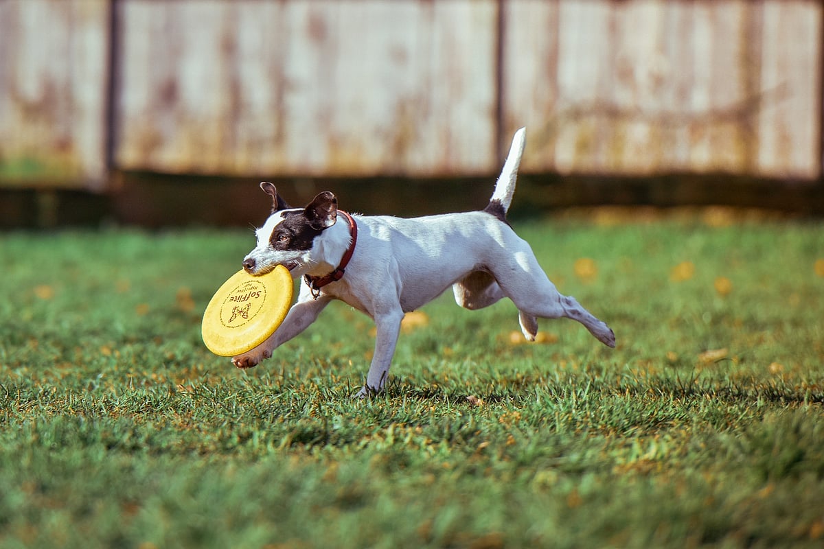 Sanjeev Sanyal On Adaptive Policymaking Lessons From Frisbee Economics And City Planning