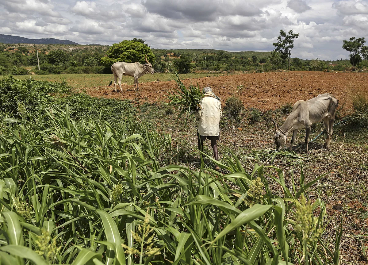 Foodgrain Production Almost Flat In 2018-19, Government Data Shows