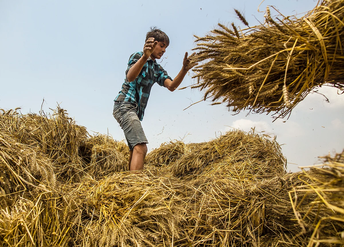 Cabinet Hikes Wheat MSP By 6%