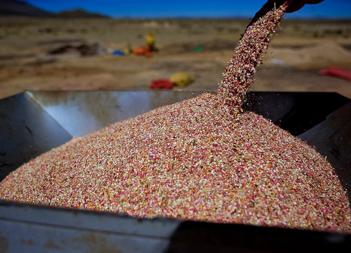 Nuziveedu Seeds Moves Bombay High Court Challenging Rs 138-Crore Arbitral Award To Mahyco Monsanto