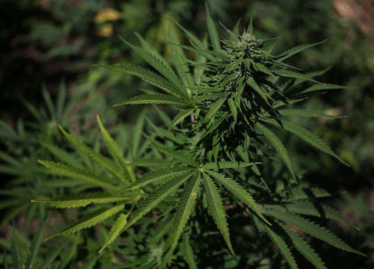 Marijuana-Stock Bulls Send Horizons ETF Into 2018 on a High Note