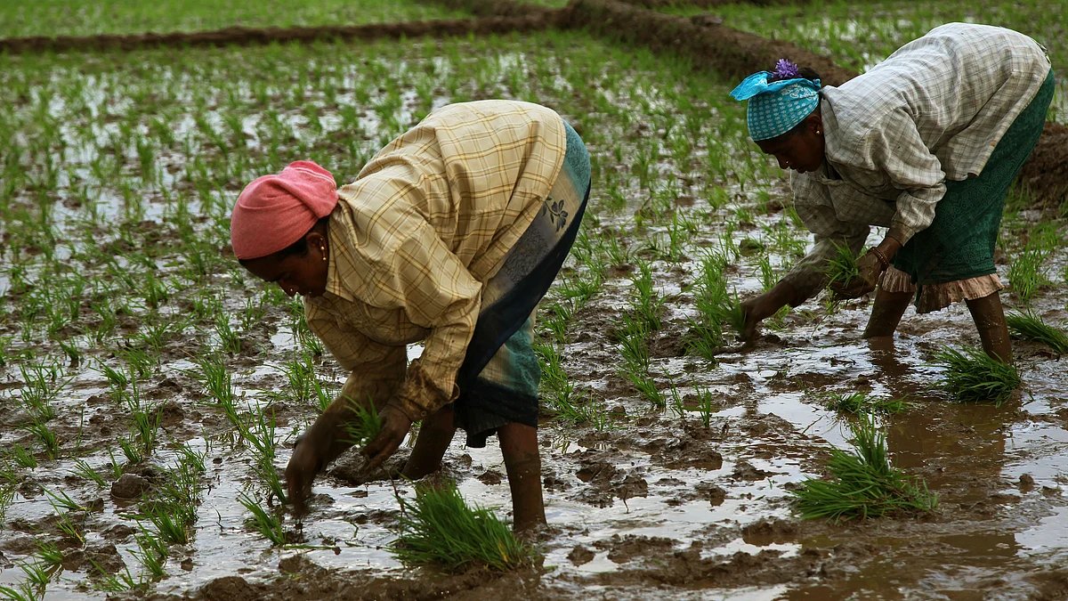 Workers plant rice in a field. (Photographer: Namas Bhojani/Bloomberg)