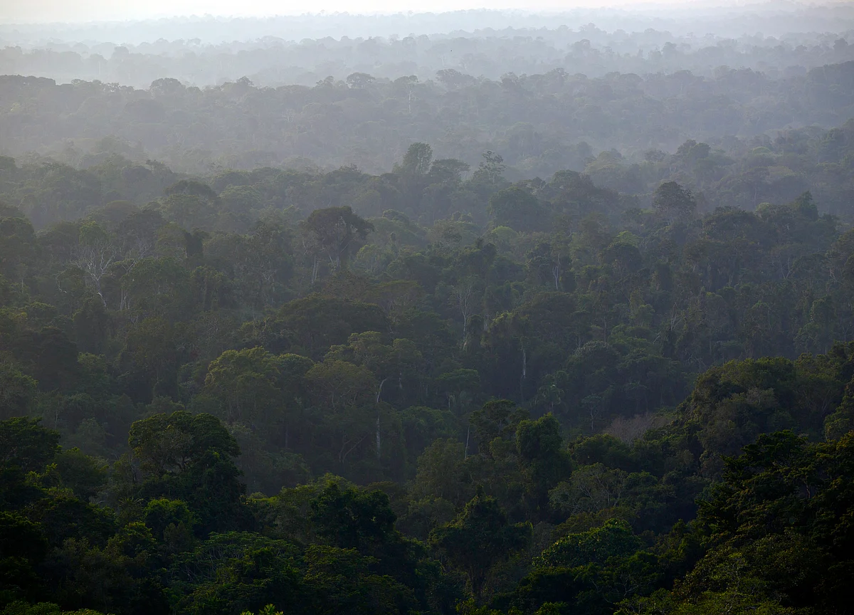Amazon Jungle Spared From Soy Expansion by Industry's Moratorium